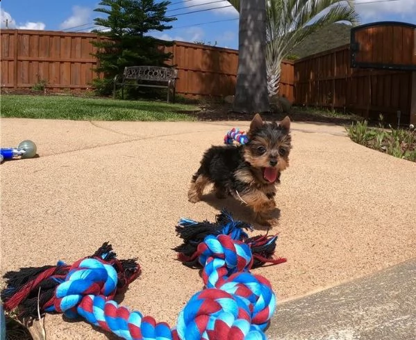 piccolo bambino adorabile cucciolo di yorkie