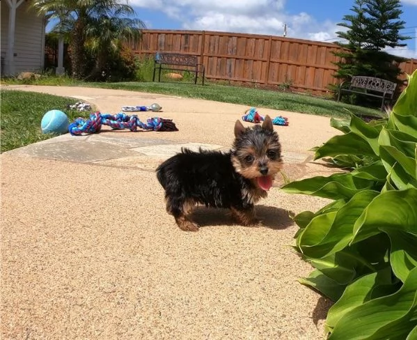 piccolo bambino adorabile cucciolo di yorkie | Foto 2
