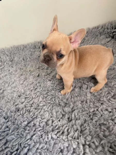 bulldog francese vari colori fulvo