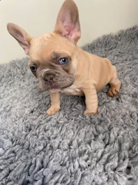 bulldog francese vari colori fulvo | Foto 1