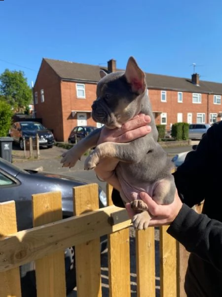 bulldog francese vari colori fulvo | Foto 0