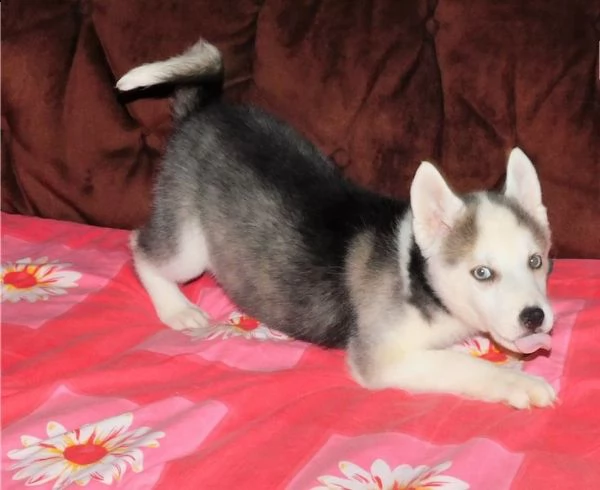 siberian husky occhi color ghiaccio stupendi | Foto 2