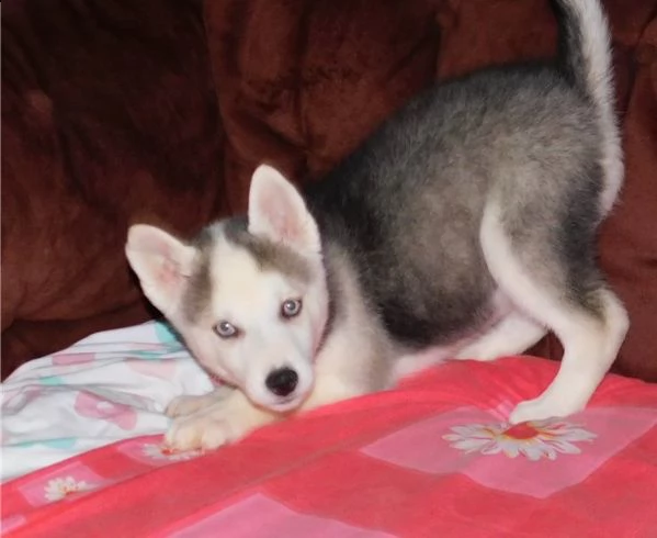 siberian husky occhi color ghiaccio stupendi