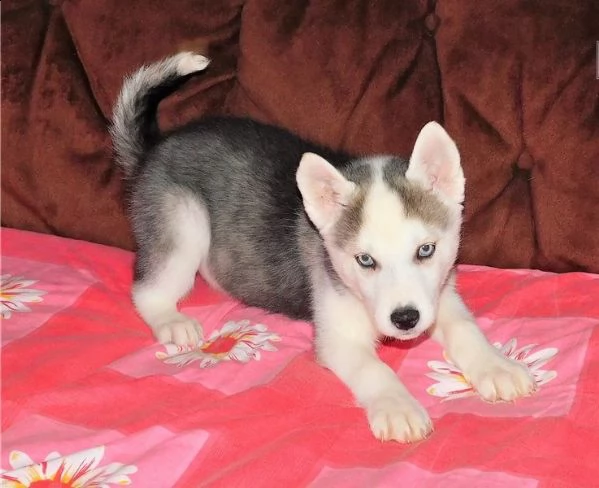 siberian husky occhi color ghiaccio stupendi | Foto 0