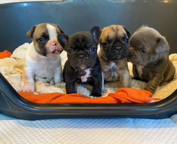bouledogue- bulldog francese blue | Foto 0