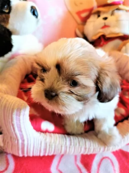 cucciole dolcissime pure shitzu | Foto 3