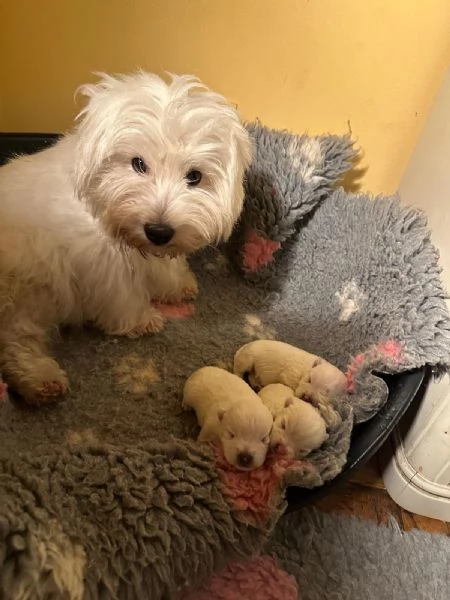 Cuccioli di West Highland white terrier | Foto 1