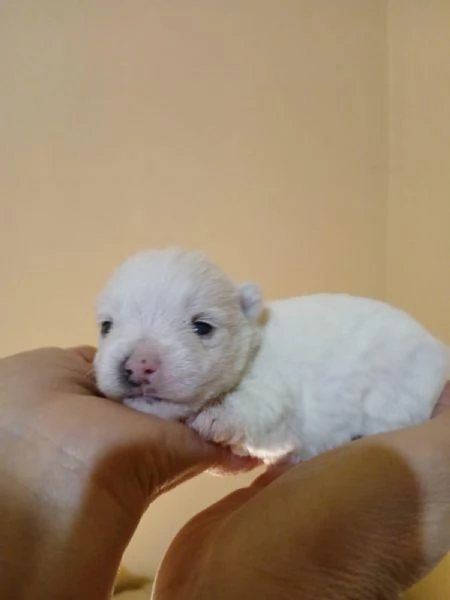 Cuccioli di West Highland white terrier | Foto 0