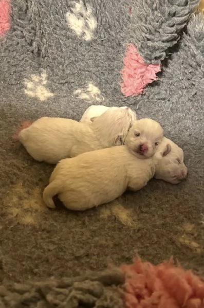 Cuccioli di West Highland white terrier