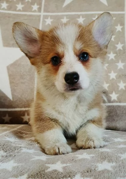 Cuccioli Di Welsh Corgi Pembroke