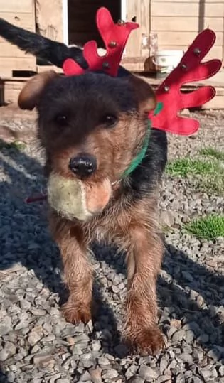 Zampa ha bisogno di una zampa! | Foto 3