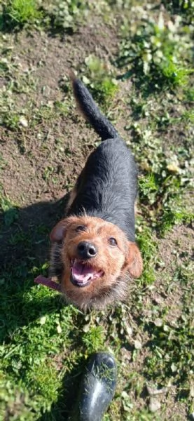 Zampa ha bisogno di una zampa! | Foto 2