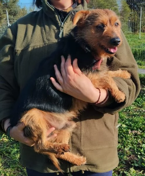 Zampa ha bisogno di una zampa! | Foto 1