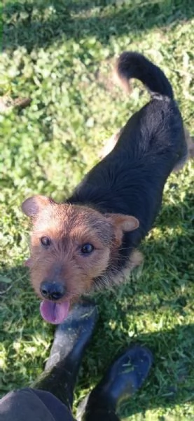 Zampa ha bisogno di una zampa! | Foto 0