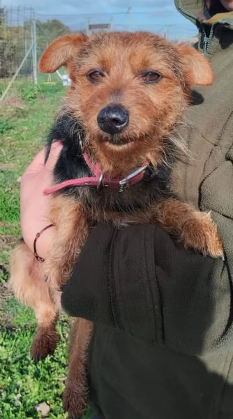 Zampa ha bisogno di una zampa!