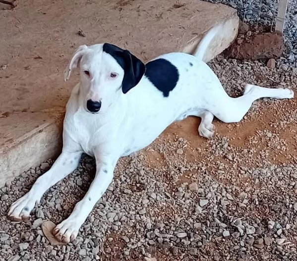 Pongo cucciolone intelligente  | Foto 4