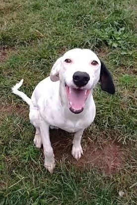 Pongo cucciolone intelligente  | Foto 3