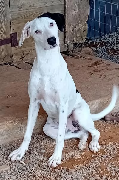 Pongo cucciolone intelligente  | Foto 2