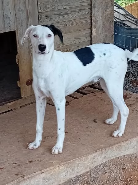 Pongo cucciolone intelligente  | Foto 1