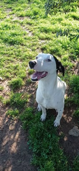 Pongo cucciolone intelligente  | Foto 0