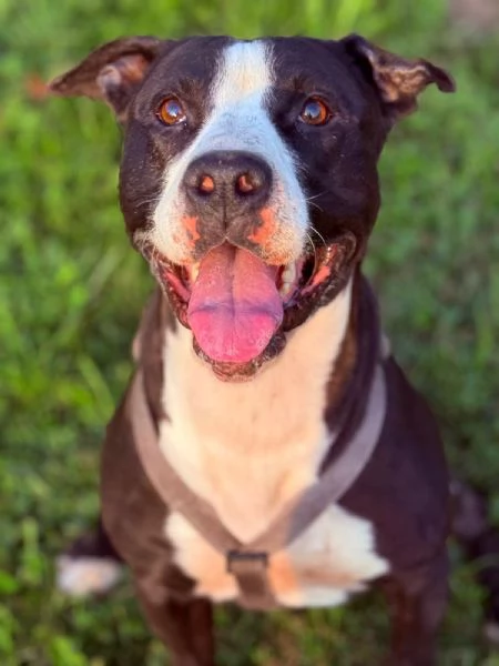 Pit cane giocherellone!  | Foto 6
