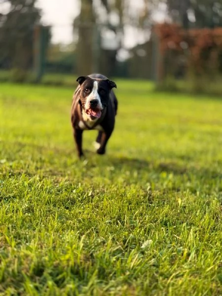 Pit cane giocherellone!  | Foto 5