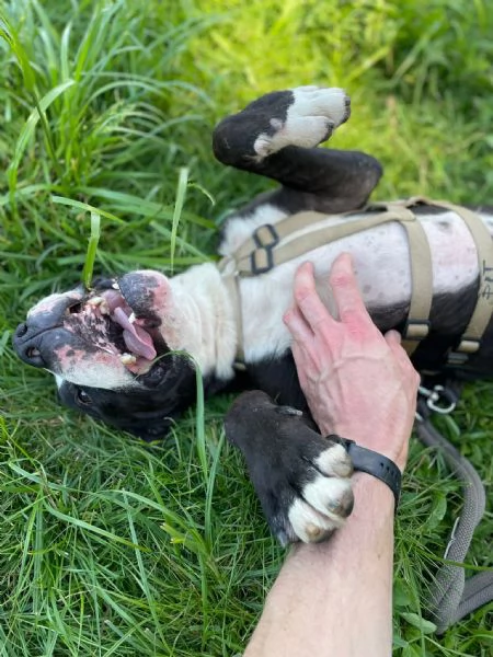 Pit cane giocherellone!  | Foto 4
