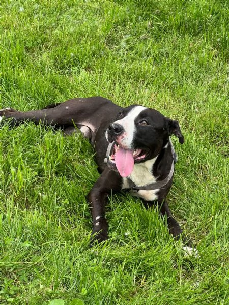Pit cane giocherellone! 