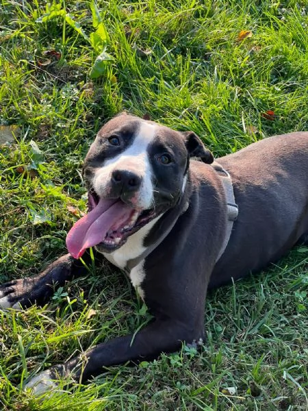 Pit cane giocherellone!  | Foto 3