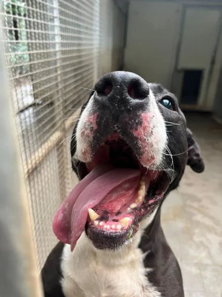 Pit cane giocherellone!  | Foto 2