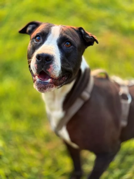 Pit cane giocherellone!  | Foto 1