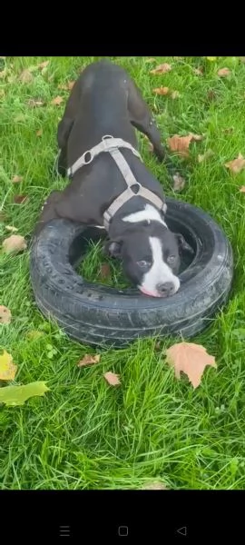 Pit cane giocherellone!  | Foto 0