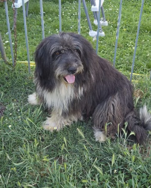 Argo, magnifico orsacchiotto | Foto 3