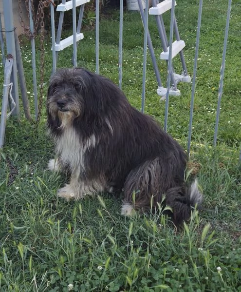 Argo, magnifico orsacchiotto | Foto 1