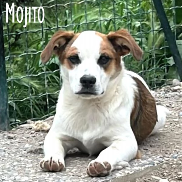 Moito piccolo scricciolo 