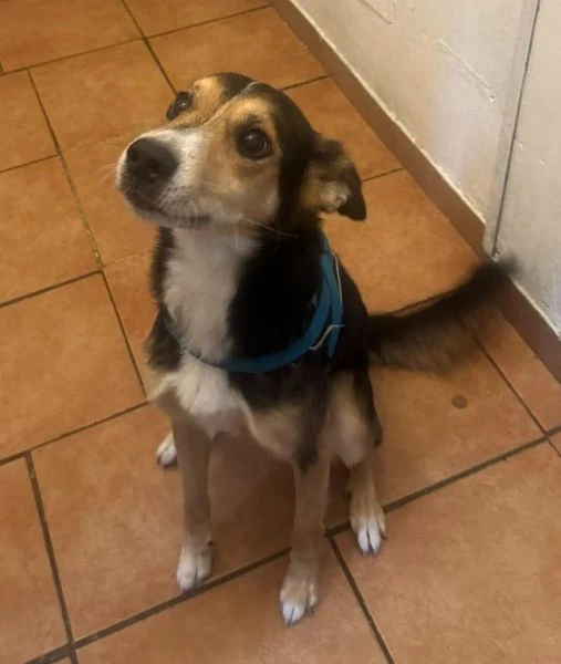 Ciuffo adorabile musetto  | Foto 1