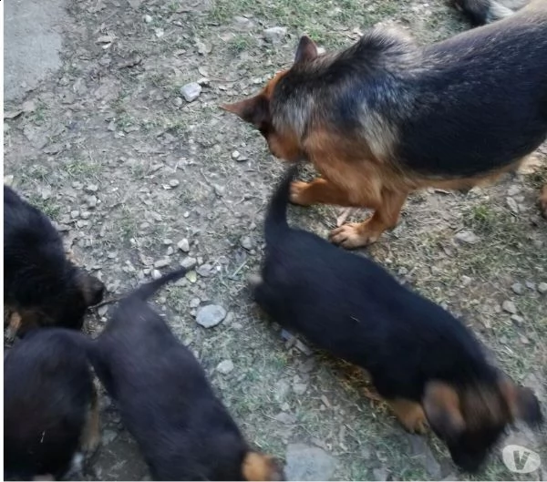 cucciolone di pastore tedsco | Foto 1