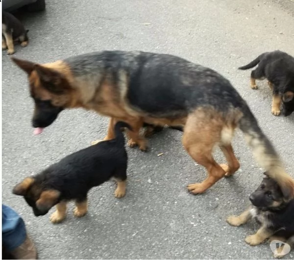 cucciolone di pastore tedsco