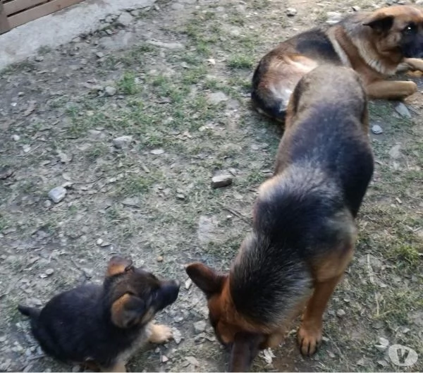cucciolone di pastore tedsco | Foto 0