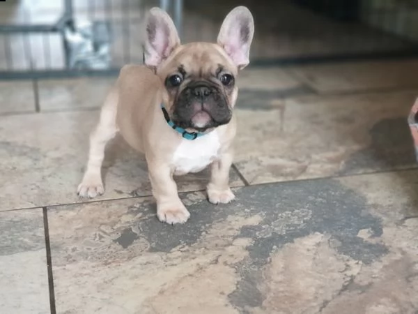 bouledogue francese cucciolata bianco neri e neri  | Foto 2