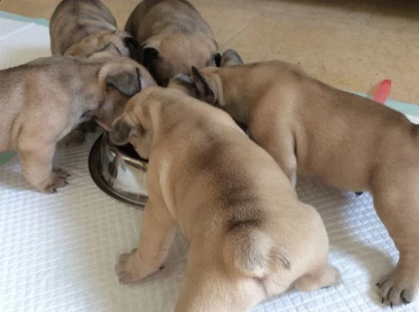bouledogue francese cucciolata bianco neri e neri  | Foto 1