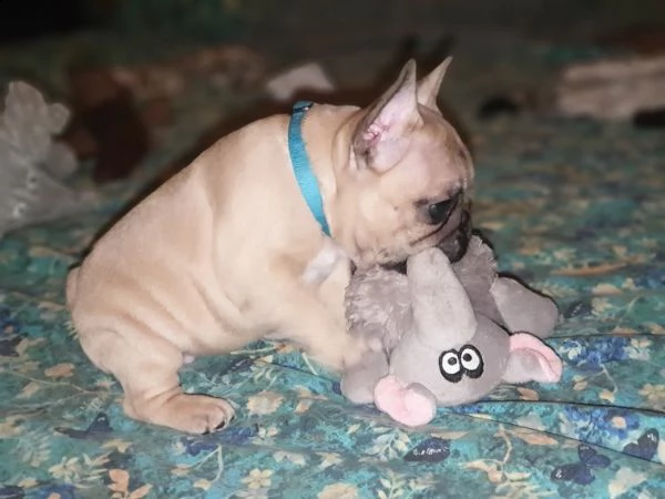 bouledogue francese cucciolata bianco neri e neri  | Foto 0