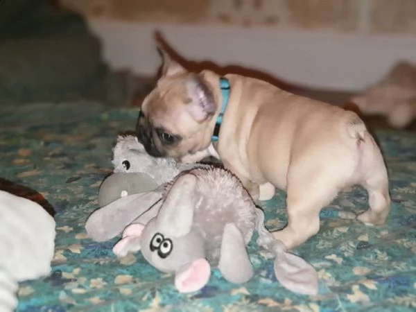 bouledogue francese cucciolata bianco neri e neri 