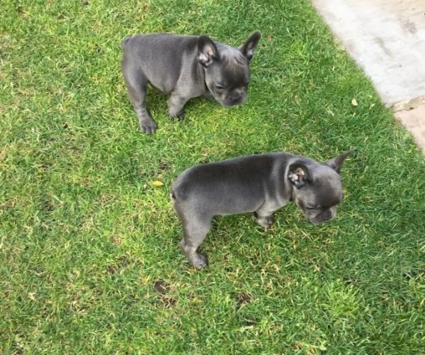  cuccioli bouledogue francesi disponibili[at] | Foto 2