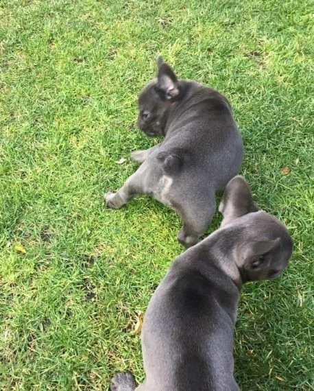  cuccioli bouledogue francesi disponibili[at] | Foto 1