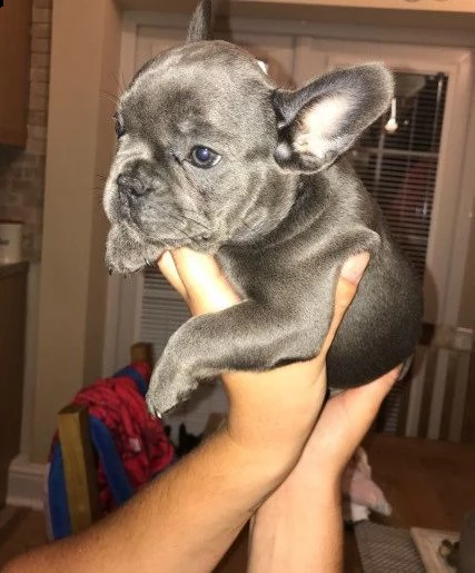  cuccioli bouledogue francesi disponibili[at] | Foto 0