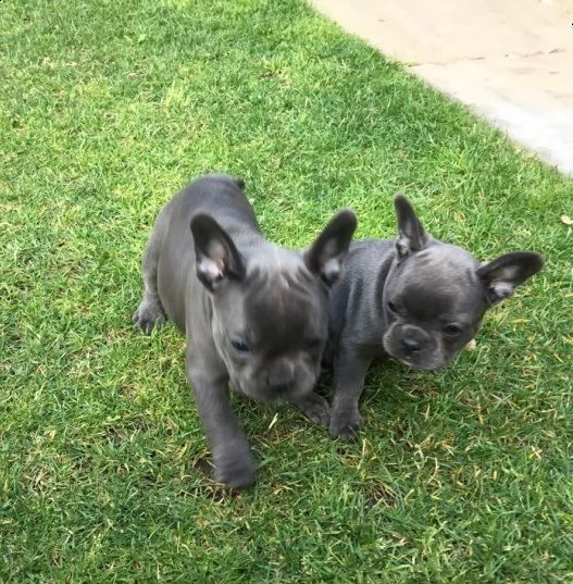  cuccioli bouledogue francesi disponibili[at]