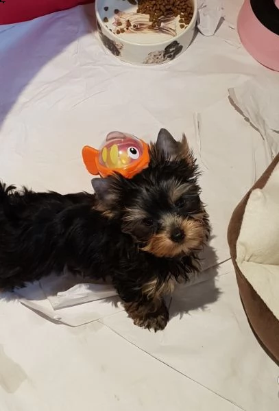 yorkshire, cuccioli di taglia piccola, pedigree roi[at] | Foto 1
