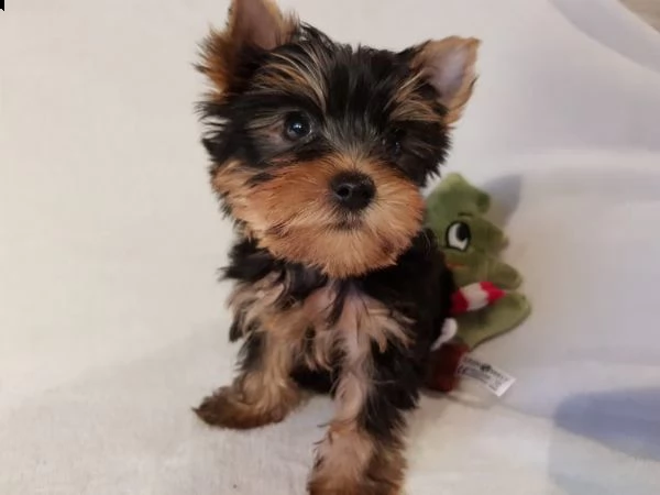 yorkshire, cuccioli di taglia piccola, pedigree roi[at] | Foto 0