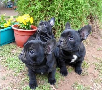 cucciola di bouledogue francese nera femmina~ | Foto 1